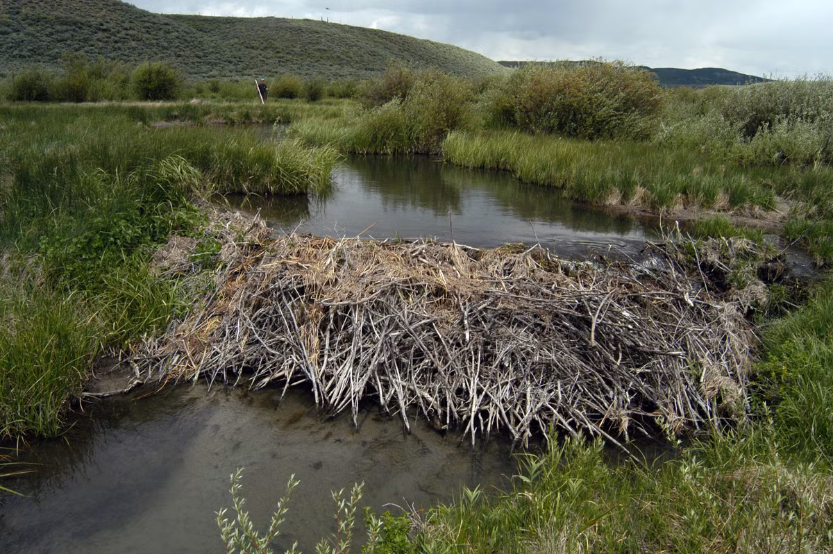  Truyền thống gia đình: Các thế hệ hải ly có thể sử dụng cùng một tổ trong nhiều năm, và tổ được mở rộng khi gia đình lớn hơn. Ảnh: Pinterest.