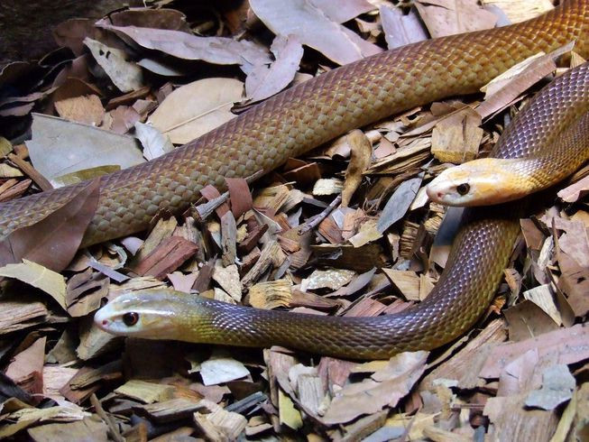  9. Khả năng sống sót lâu mà không ăn. Rắn có thể sống trong một thời gian dài mà không cần thức ăn, đặc biệt là trong các điều kiện sống khắc nghiệt. Khả năng này giúp rắn tồn tại trong môi trường thiếu mồi trong thời gian dài. Ảnh: Pinterest.