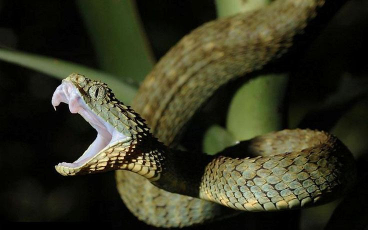  4. Sử dụng nọc độc để hạ gục con mồi. Những loài rắn có nọc độc, chẳng hạn như rắn hổ mang, rắn đuôi chuông, hay rắn độc taipan, sử dụng nọc độc để làm yếu đi hoặc giết chết con mồi. Nọc độc chứa các enzyme và protein có thể làm tê liệt con mồi ngay lập tức. Ảnh: Pinterest.