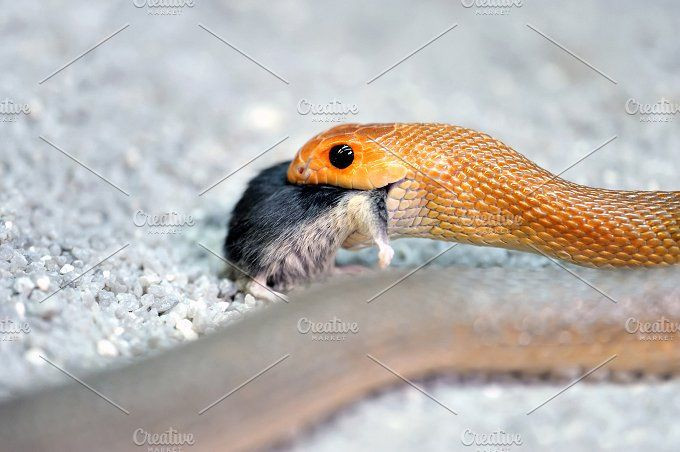  3. Khả năng săn mồi bằng cách tấn công chớp nhoáng. Khi săn mồi, nhiều loài rắn có thể thực hiện những cú tấn công cực nhanh, thường chỉ trong vài phần giây. Ảnh: Pinterest.