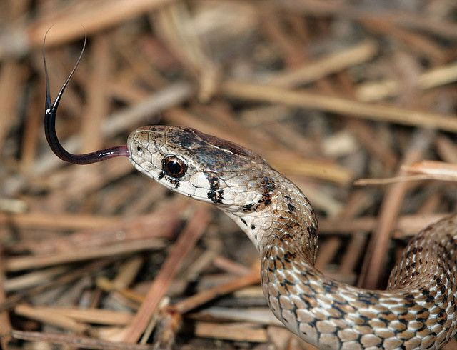  2. Định vị con mồi bằng sự rung chuyển của mặt đất. Một số loài rắn, đặc biệt là các loài rắn độc, có thể cảm nhận sự rung chuyển của mặt đất khi con mồi di chuyển gần chúng, nhờ vào các cơ quan cảm nhận rung động trên cơ thể. Ảnh: Pinterest.