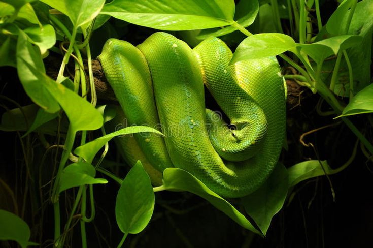  5. Kỹ năng ngụy trang. Một số loài rắn sử dụng chiến thuật ngụy trang tuyệt vời để săn mồi. Chúng có thể ẩn mình trong các đám lá khô hoặc bụi cây để chờ đợi con mồi đến gần và tấn công. Ảnh: Pinterest.