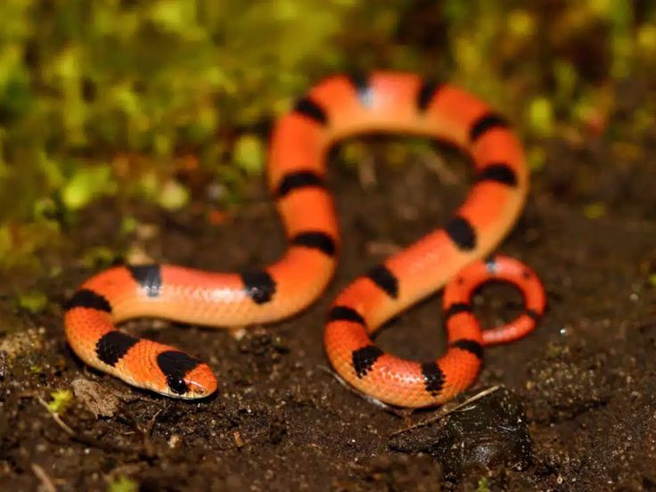  6. Khả năng phản ứng với môi trường và sự thay đổi. Rắn có thể thích nghi với môi trường và thay đổi cách cư trú theo mùa. Chúng có thể di chuyển đến nơi có nhiệt độ phù hợp hoặc nơi có nhiều con mồi trong những thời điểm cụ thể. Ảnh: Pinterest.