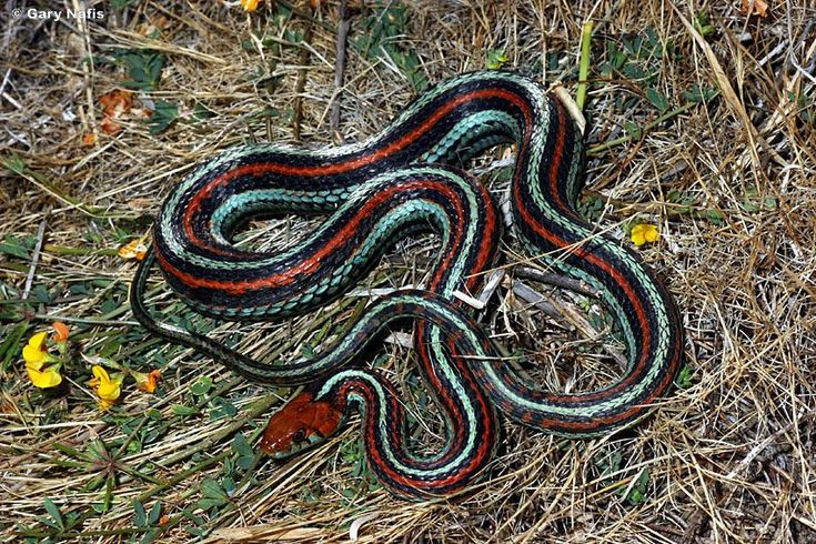  4. Khả năng phản xạ và tự vệ. Rắn rất giỏi trong việc phản xạ nhanh chóng để tự vệ. Một số loài rắn có thể thực hiện những động tác nhanh và chính xác khi bị tấn công hoặc bị nguy hiểm, như là tấn công lại kẻ thù hoặc di chuyển để tránh đòn. Ảnh: Pinterest.