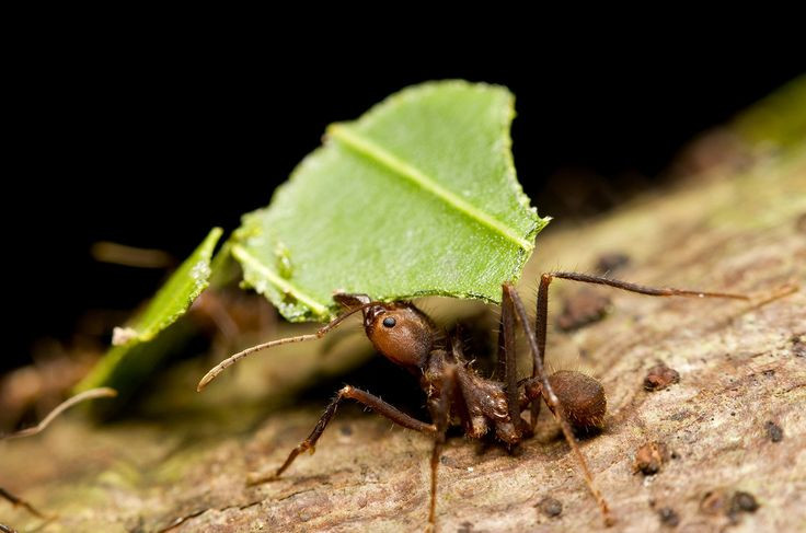  10. Nuôi nấm làm thức ăn. Kiến lá cắt không ăn lá trực tiếp mà dùng lá để nuôi nấm, nguồn thức ăn chính của chúng. Ảnh: Pinterest.