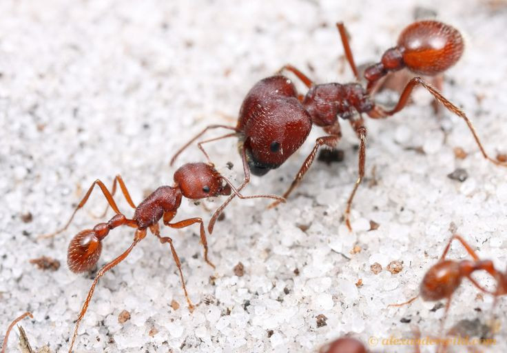  4. Cộng tác và chia sẻ. Kiến giao tiếp với nhau thông qua pheromone, âm thanh và cử chỉ để truyền thông tin về thức ăn, nguy hiểm hoặc hướng di chuyển. Ảnh: Pinterest.