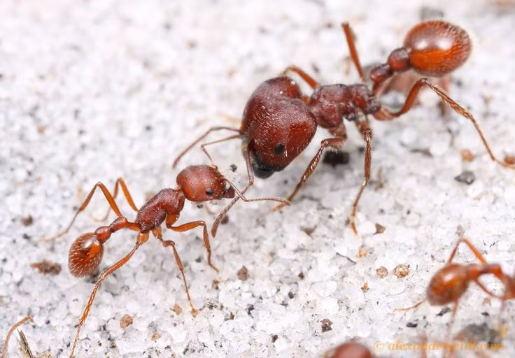  4. Cộng tác và chia sẻ. Kiến giao tiếp với nhau thông qua pheromone, âm thanh và cử chỉ để truyền thông tin về thức ăn, nguy hiểm hoặc hướng di chuyển. Ảnh: Pinterest.