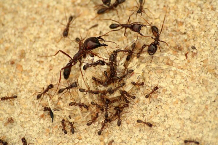  3. Sống theo xã hội bầy đàn. Kiến sống trong các tổ chức xã hội phức tạp, bao gồm kiến chúa, kiến thợ và kiến lính, mỗi nhóm có nhiệm vụ cụ thể. Ảnh: Pinterest.