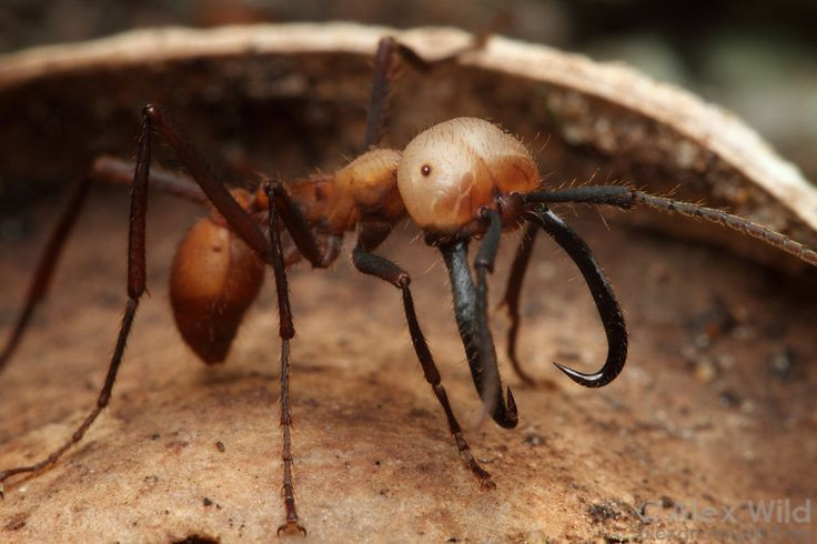  9. Loài kiến thợ săn. Kiến lính của một số loài như kiến quân đội (army ant) có khả năng săn mồi theo bầy đàn, tiêu diệt cả động vật lớn hơn chúng rất nhiều. Ảnh: Pinterest.