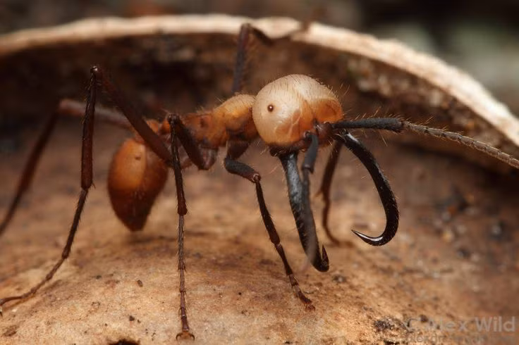  9. Loài kiến thợ săn. Kiến lính của một số loài như kiến quân đội (army ant) có khả năng săn mồi theo bầy đàn, tiêu diệt cả động vật lớn hơn chúng rất nhiều. Ảnh: Pinterest.