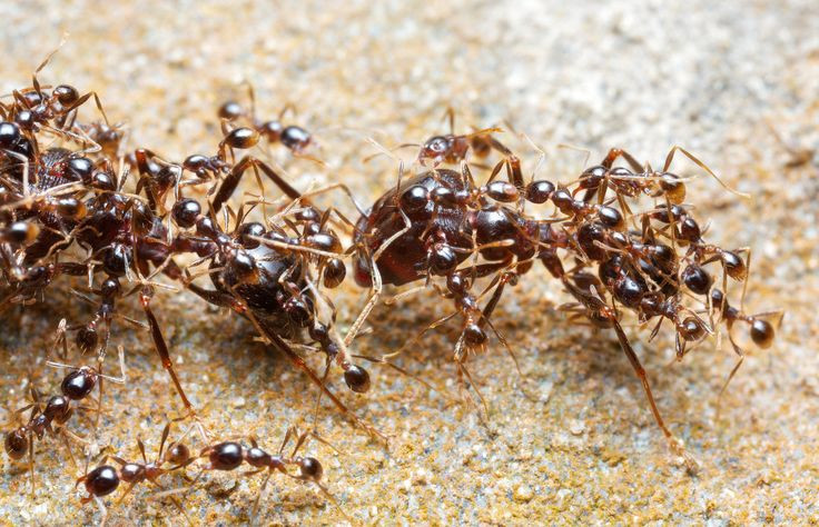  2. Số lượng khổng lồ. Ước tính có khoảng 20 triệu tỷ con kiến trên Trái Đất, với hơn 12.000 loài đã được xác định. Ảnh: Pinterest.