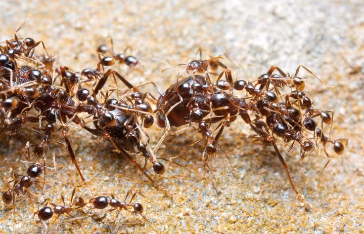  2. Số lượng khổng lồ. Ước tính có khoảng 20 triệu tỷ con kiến trên Trái Đất, với hơn 12.000 loài đã được xác định. Ảnh: Pinterest.