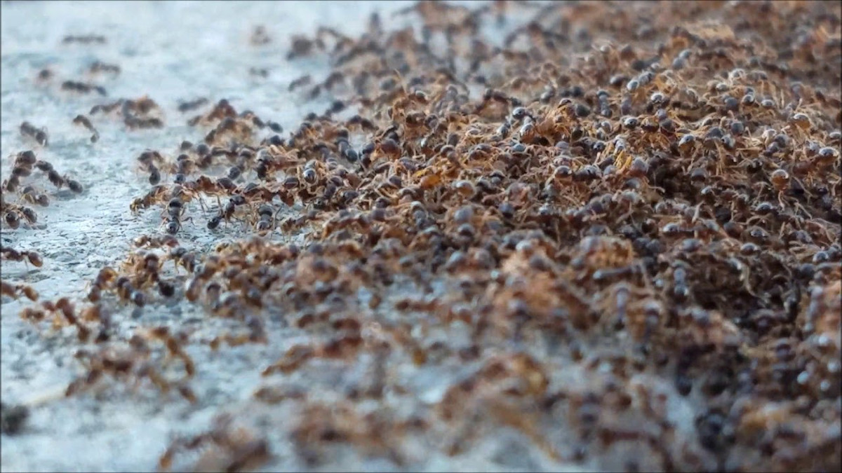  15. Gây chiến tranh. Kiến có thể tiến hành "chiến tranh" giữa các đàn khác nhau để tranh giành lãnh thổ, thức ăn hoặc tài nguyên, và một số loài thậm chí bắt kiến từ tổ khác làm nô lệ. Ảnh: Pinterest.