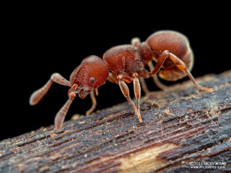  8. Thời gian sống đáng kinh ngạc. Kiến chúa có thể sống tới 30 năm, trong khi kiến thợ thường chỉ sống vài tuần đến vài tháng. Ảnh: Pinterest.