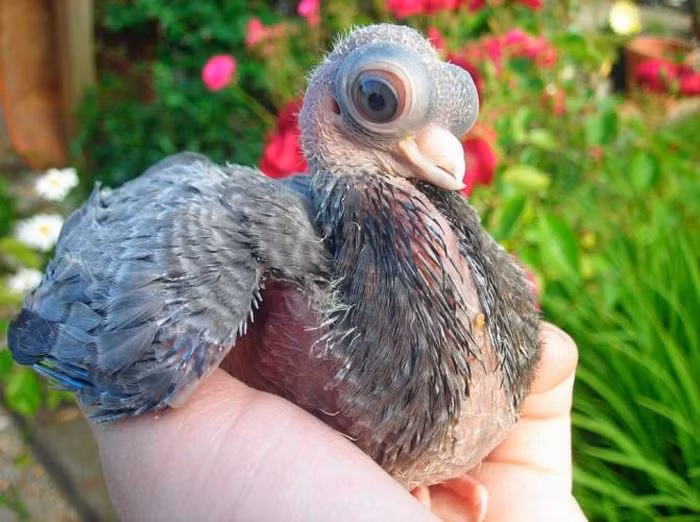 Loài chim này sinh sống phổ biến nhất tại Hungary, được lai giống với mục đích nhằm thu lợi nhuận cao.