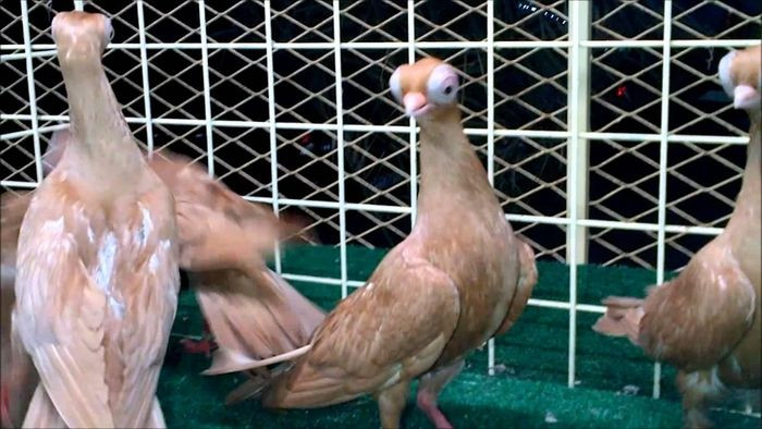  Bồ câu mắt bọ Budapest là hậu duệ của loài chim bồ câu đá, có vẻ ngoài kỳ dị gồm cặp mắt lồi to, mỏ nhỏ và đầu hình tam giác.