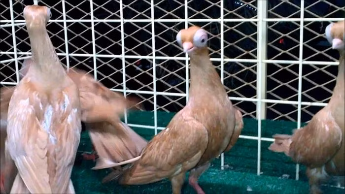  Bồ câu mắt bọ Budapest là hậu duệ của loài chim bồ câu đá, có vẻ ngoài kỳ dị gồm cặp mắt lồi to, mỏ nhỏ và đầu hình tam giác.