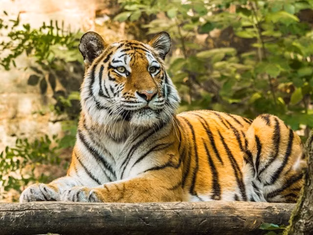  Tuổi Dần: Đối với những người tuổi Dần, cuối tháng 1 là thời điểm thích hợp để tình yêu hâm nóng. Sau khi trải qua một số thăng trầm, mối quan hệ giữa các cặp đôi tuổi Dần được cải thiện đáng kể vào cuối năm, và cả hai bên đều học cách trân trọng nhau nhiều hơn trong quá trình hòa hợp. 