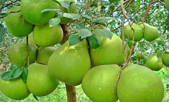 Hương thơm dịu nhẹ của bưởi còn thể hiện sự thanh khiết, trang trọng của không gian thờ cúng.