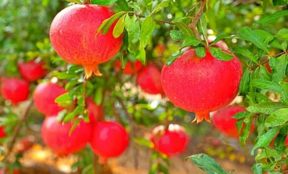 Đặt lựu lên bàn thờ là cách để gia chủ cầu mong sự may mắn, yên vui và công việc làm ăn thuận lợi trong năm mới.