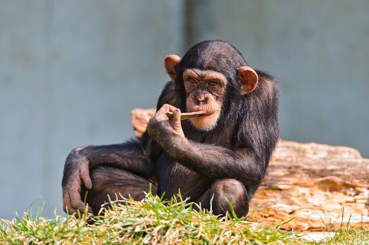  Tinh tinh và con người có chung DNA đến 98-99%. Tinh tinh là loài động vật gần gũi nhất với con người nhất về mặt di truyền. Vì vậy, chúng sở hữu nhiều đặc điểm “giống người” mà các loài khác không có. Ảnh: Pinterest.