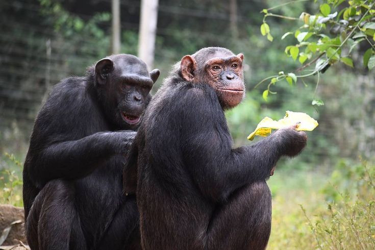  Ăn tạp. Tinh tinh ăn nhiều loại thực phẩm, từ trái cây, lá cây, đến cả côn trùng và động vật nhỏ. Ảnh: Pinterest.