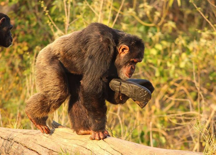  Cấu trúc cơ thể mạnh mẽ. Tinh tinh có cơ bắp rất khỏe, mạnh gấp 5 lần so với con người cùng kích thước. Ảnh: Pinterest.