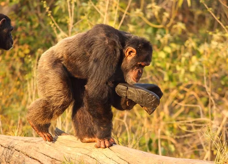  Cấu trúc cơ thể mạnh mẽ. Tinh tinh có cơ bắp rất khỏe, mạnh gấp 5 lần so với con người cùng kích thước. Ảnh: Pinterest.