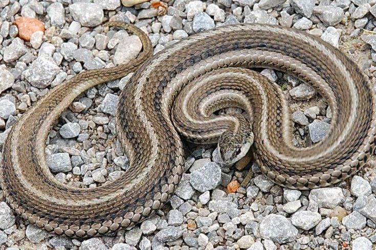  4. “A snake in the grass”. Tạm dịch: “Một con rắn trong cỏ”. Ý nghĩa: Câu này được dùng để miêu tả một người hoặc điều gì đó nguy hiểm và đáng sợ nhưng lại ẩn mình hoặc khó phát hiện, thường mang hàm ý về sự lừa dối hoặc âm mưu. Ảnh: Pinterest.