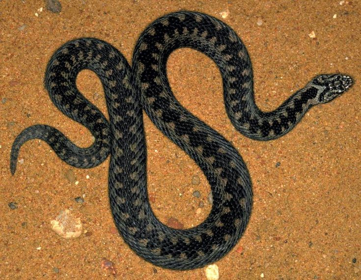  3. “Even the snake bites its own tail”. Tạm dịch: “Ngay cả con rắn cũng cắn chính đuôi của mình”. Nguồn gốc: Câu này thể hiện một chu kỳ vô tận hoặc hành động tự hủy hoại, có thể liên quan đến khái niệm ouroboros, hình ảnh con rắn tự cắn đuôi, biểu trưng cho sự vĩnh cửu và chu kỳ sinh tử. Ảnh: Pinterest.