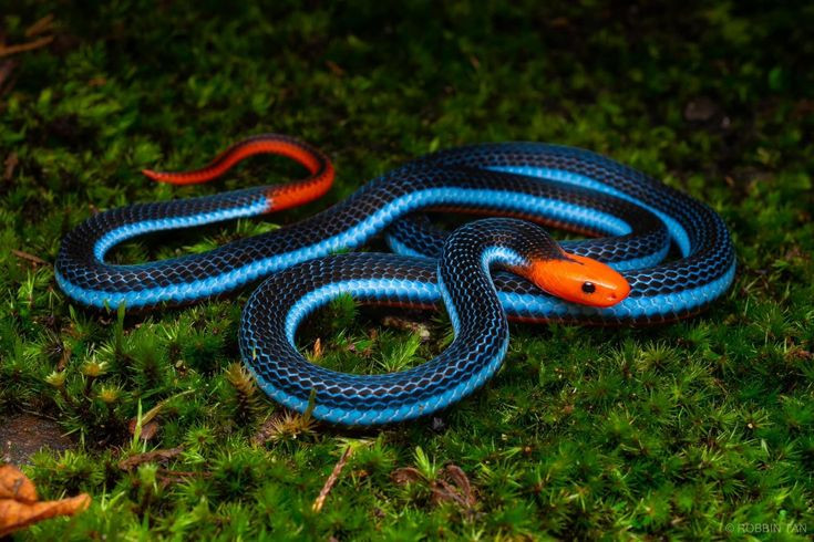  5. “I am the snake who calls you to the mountain”. Tạm dịch: “Tôi là con rắn gọi bạn lên ngọn núi”. Nguồn gốc: Câu nói này có thể được hiểu như lời kêu gọi hướng tới sự tự thức tỉnh hoặc sự thay đổi, thể hiện sự kêu gọi khó khăn nhưng quan trọng để đạt được sự hiểu biết sâu sắc. Ảnh: Pinterest.