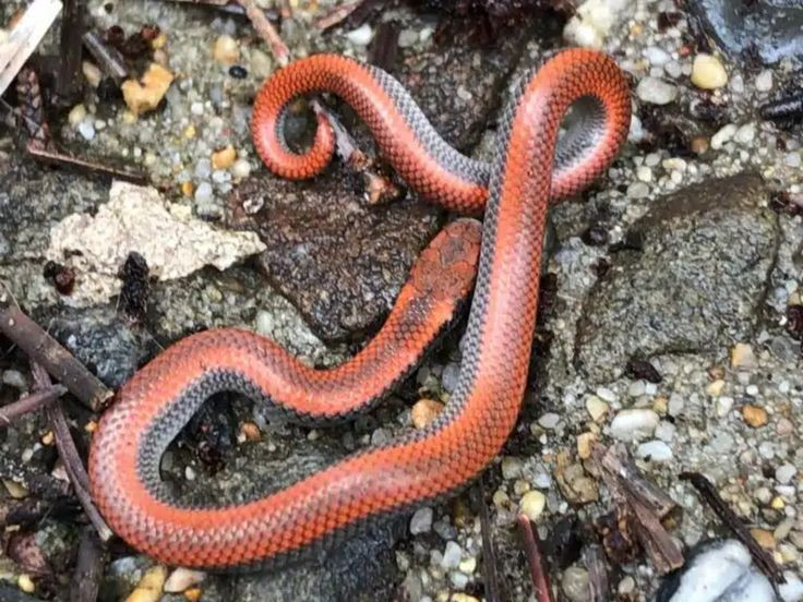  1. “Be as wise as a serpent and as harmless as a dove”. Tạm dịch: “Hãy khôn ngoan như loài rắn và hiền hòa như chim bồ câu”. Nguồn gốc: Câu nói này được ghi trong Kinh Thánh, trong Matthêu 10:16, và thường được hiểu là lời khuyên về việc cẩn trọng và tinh tế, nhưng cũng giữ lòng nhân từ. Ảnh: Pinterest.