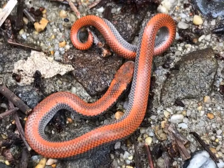  1. “Be as wise as a serpent and as harmless as a dove”. Tạm dịch: “Hãy khôn ngoan như loài rắn và hiền hòa như chim bồ câu”. Nguồn gốc: Câu nói này được ghi trong Kinh Thánh, trong Matthêu 10:16, và thường được hiểu là lời khuyên về việc cẩn trọng và tinh tế, nhưng cũng giữ lòng nhân từ. Ảnh: Pinterest.
