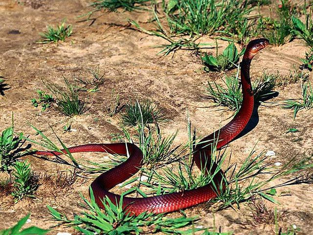  8. “The snake is most dangerous when it is cornered”. Tạm dịch: “Con rắn nguy hiểm nhất khi bị dồn vào góc”. Ý nghĩa: Câu này ám chỉ rằng khi ai đó bị ép buộc hoặc đưa vào tình huống không còn lựa chọn thì họ sẽ trở nên đáng sợ và khó lường. Ảnh: Pinterest.