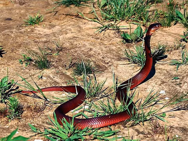  8. “The snake is most dangerous when it is cornered”. Tạm dịch: “Con rắn nguy hiểm nhất khi bị dồn vào góc”. Ý nghĩa: Câu này ám chỉ rằng khi ai đó bị ép buộc hoặc đưa vào tình huống không còn lựa chọn thì họ sẽ trở nên đáng sợ và khó lường. Ảnh: Pinterest.