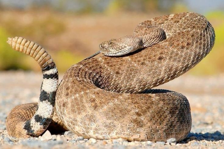  9. “You can tell the snake by its rattle”. Tạm dịch: “Bạn có thể nhận ra con rắn qua tiếng chuông của nó”. Ý nghĩa: Đây là một cách nói dân gian có nghĩa là bạn có thể nhận ra dấu hiệu nguy hiểm hoặc cảnh báo từ trước, cho dù là loài động vật hay con người. Dùng để nói về những tín hiệu cảnh báo có thể được nhận biết. Ảnh: Pinterest.