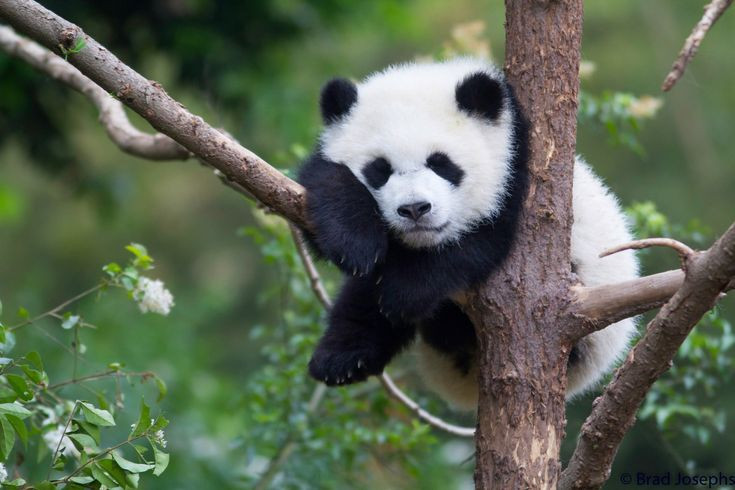  7. Thị lực yếu nhưng khứu giác mạnh. Gấu trúc có thị lực kém, nhưng khứu giác rất nhạy, giúp chúng tìm thức ăn và giao tiếp với các con gấu khác. Ảnh: Pinterest.