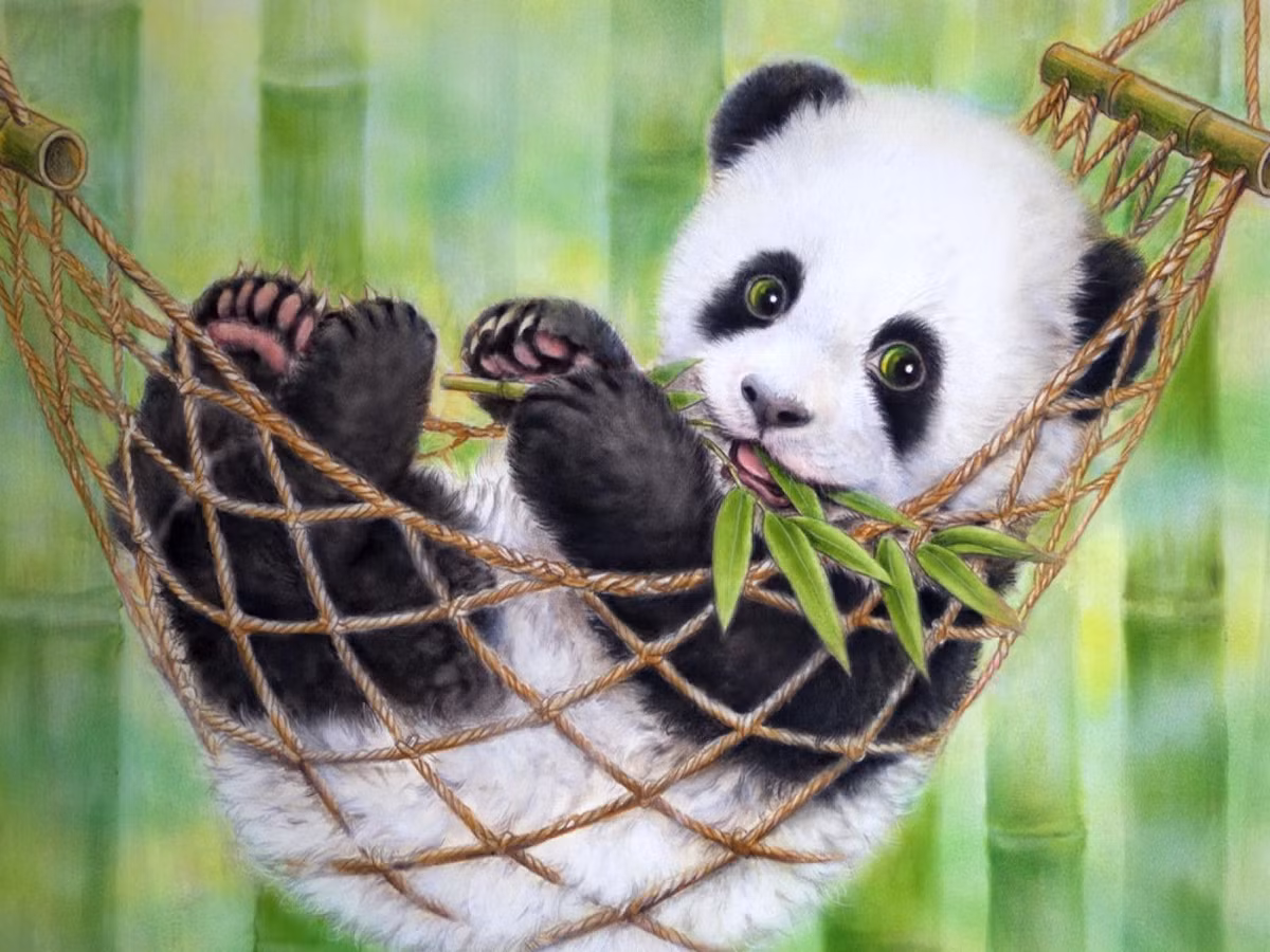  3. Chế độ ăn chủ yếu là tre. Mặc dù là loài động vật ăn tạp, hơn 99% chế độ ăn của gấu trúc là tre. Chúng có thể ăn tới 12–38 kg tre mỗi ngày. Ảnh: Pinterest.