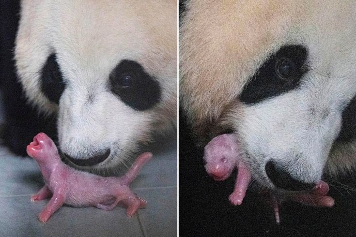  10. Gấu trúc con rất nhỏ. Khi mới sinh, gấu trúc con chỉ nặng khoảng 100–150 gram, nhỏ hơn 1/900 trọng lượng của mẹ, điều này khiến chúng là một trong những loài có tỷ lệ kích thước sơ sinh so với mẹ thấp nhất. Ảnh: Pinterest.