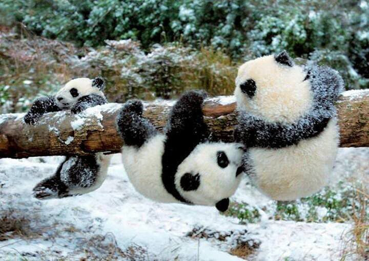  12. Từng được coi là loài ăn thịt. Trong quá khứ, gấu trúc từng được xếp vào nhóm ăn thịt (Carnivora) do cấu trúc răng và hệ tiêu hóa. Tuy nhiên, chế độ ăn của chúng chủ yếu là thực vật. Ảnh: Pinterest.