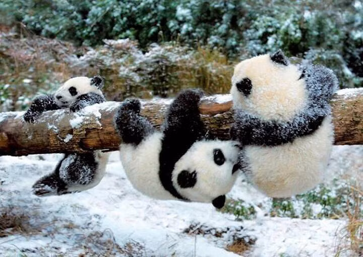  12. Từng được coi là loài ăn thịt. Trong quá khứ, gấu trúc từng được xếp vào nhóm ăn thịt (Carnivora) do cấu trúc răng và hệ tiêu hóa. Tuy nhiên, chế độ ăn của chúng chủ yếu là thực vật. Ảnh: Pinterest.