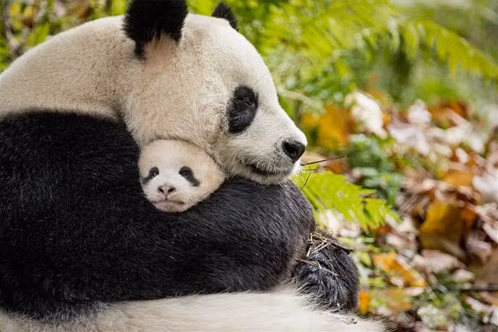  9. Sinh sản khó khăn. Gấu trúc cái chỉ có thể mang thai trong khoảng 2–3 ngày mỗi năm, làm cho việc bảo tồn loài này trở nên đầy thách thức. Ảnh: Pinterest.