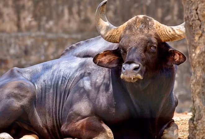  Bò Tót, có tên khoa học là Bos gaurus, thuộc bộ Guốc chẵn (Artiodactyla), họ Trâu bò (Bovidae). Đây là loại động vật có lông màu sẫm, kích thước lớn, xuất hiện chủ yếu ở Ấn Độ và Đông Nam Á. Bò Tót có tên gọi khác là bò rừng Mã Lai hay bò rừng bizon Ấn Độ.