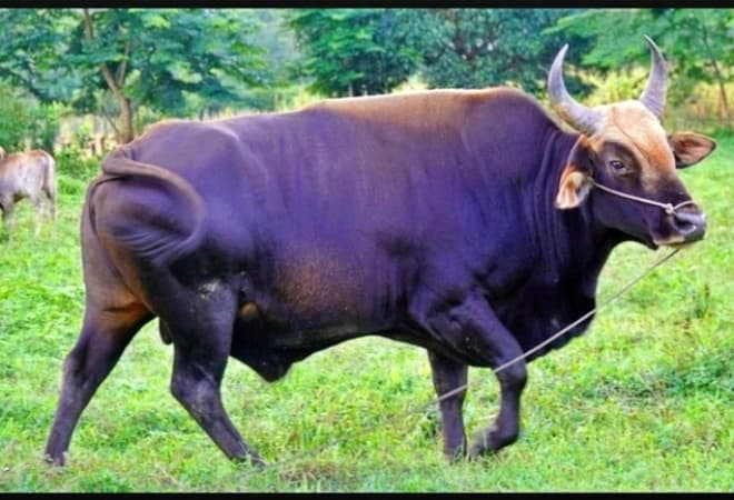 Ở Việt Nam, phân loài bò tót Đông Dương (Bos gaurus laosiensis hoặc Bos gaurus readei) được các chuyên gia động vật học quốc tế công nhận là loài bò rừng lớn nhất trong tự nhiên. Chúng có thể cao tới 2 mét và nặng gần 2 tấn. Đặc điểm nhận dạng của loài này là đầu to, trán dẹt, hai sừng cong hình bán nguyệt, và một đốm lông trắng trên trán. Bò tót Việt Nam có màu nâu thẫm hoặc đen xám, với bò cái thường có màu hung đỏ và chân màu trắng bẩn.