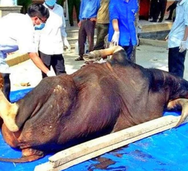 Túi mật của bò tót có thể được bán với giá từ 50 đến 60 triệu đồng, sừng từ 5 đến 7 triệu đồng và thịt cũng có giá cao hơn nhiều so với thịt bò thông thường.