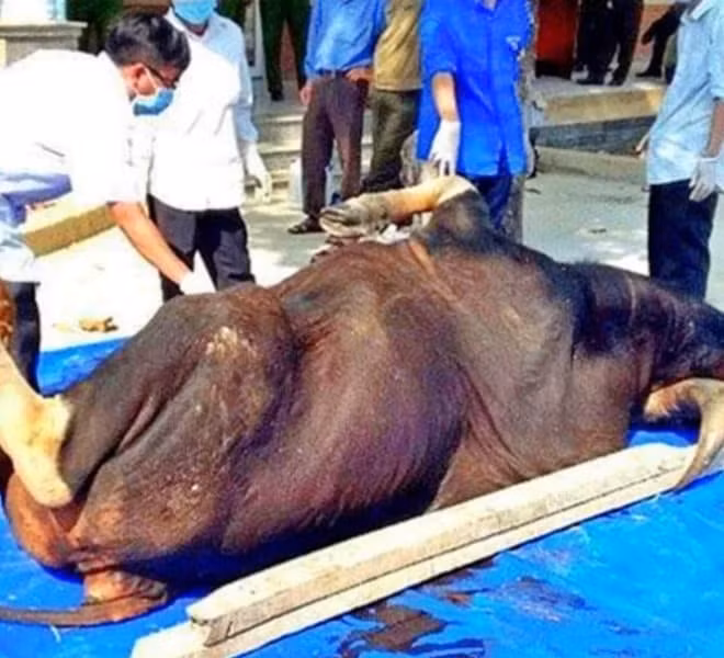 Túi mật của bò tót có thể được bán với giá từ 50 đến 60 triệu đồng, sừng từ 5 đến 7 triệu đồng và thịt cũng có giá cao hơn nhiều so với thịt bò thông thường.