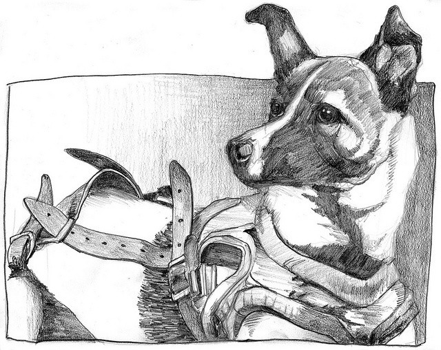  10. Sự hi sinh của Laika. Theo các báo cáo ban đầu, Laika sống được vài ngày, nhưng thực tế sau này tiết lộ rằng nó chỉ sống được khoảng 5–7 giờ do quá nhiệt và căng thẳng. Ảnh: Pinterest.