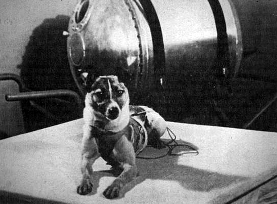  7. Chuyến bay diễn ra trên vệ tinh Sputnik 2. Laika được phóng lên không gian trên Sputnik 2 vào ngày 3/11/1957, chỉ một tháng sau khi Liên Xô phóng vệ tinh Sputnik 1. Ảnh: Pinterest.