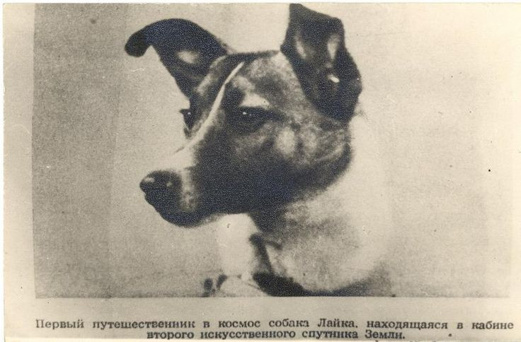  13. Biểu tượng của sự dũng cảm. Laika nhanh chóng trở thành biểu tượng quốc tế về lòng dũng cảm và sự hi sinh cho khoa học, mặc dù nó không có lựa chọn nào trong nhiệm vụ này. Ảnh: Pinterest.