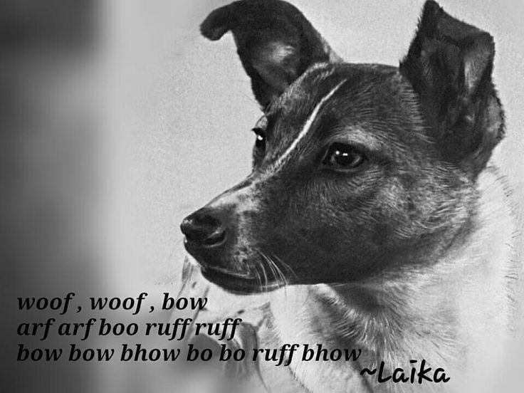  4. Kích thước nhỏ bé. Laika nặng khoảng 6 kg, kích thước nhỏ của nó phù hợp với không gian chật hẹp của khoang tàu Sputnik 2. Ảnh: Pinterest.